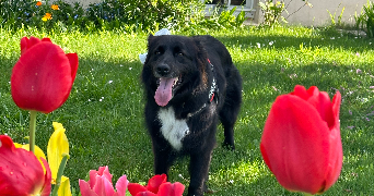 gladys pet sitter à LANESTER 56600_3