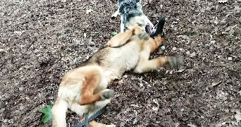 Eva pet sitter à Nancy 54000_2