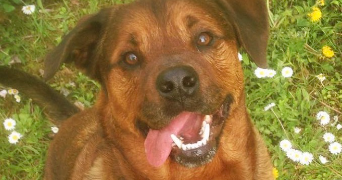 céline pet sitter à ANGEVILLERS 57440_1