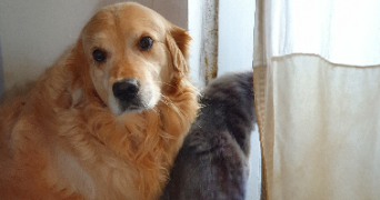 caroline pet sitter à HOUDEMONT 54180_1