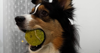 sanddy pet sitter à CRETEIL 94000_1