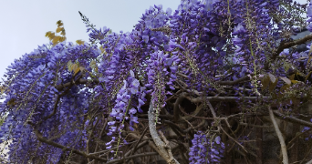 james pet sitter à BREST 29200_0