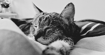 Caroline cat sitter à MARSEILLE 08 13008_1