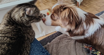 nathalie pet sitter à LE CHESNAY ROCQUENCOURT 78150_0
