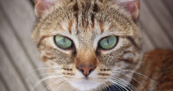 carla pet sitter à LE BIGNON 44140_6