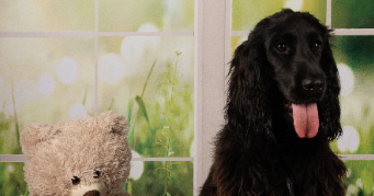 elena pet sitter à DEUIL LA BARRE 95170_1