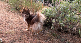 léa  pet sitter à AZAY LE BRULE 79400_3