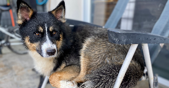 lana pet sitter à MORMANT 77720_5