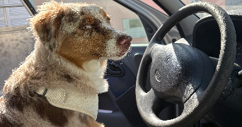 lou-anh dog sitter à PARIS 14 75014_1