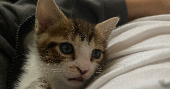 cedric pet sitter à RIOM 63200_1