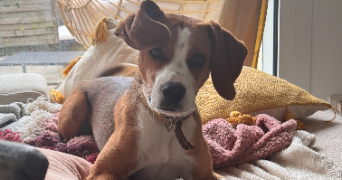 emeraude pet sitter à LA ROCHELLE 17000_21