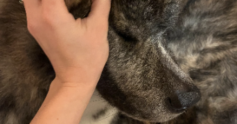 morgane pet sitter à EYBENS 38320_1