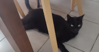 marion pet sitter à CHANTELOUP EN BRIE 77600_1