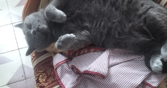 sabine pet sitter à ST JODARD 42590_0