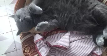 sabine pet sitter à ST JODARD 42590