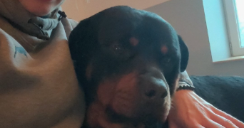 angélique  pet sitter à BOYNES 45300_3