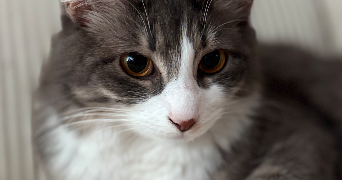 orane pet sitter à LISTRAC MEDOC 33480_1