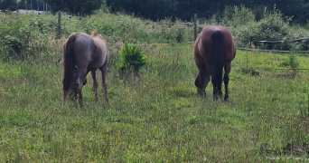 clervie pet sitter à LANDERNEAU 29800_0
