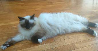 stéphanie pet sitter à SOISY SOUS MONTMORENCY 95230_5