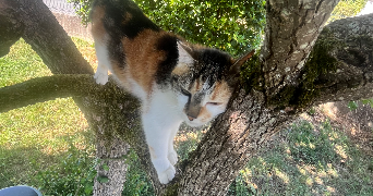noémie pet sitter à LES PONTS DE CE 49130_2