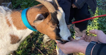 laurent pet sitter à SURGERES 17700_7