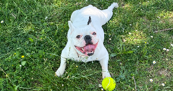 natascha pet sitter à CONQUES SUR ORBIEL 11600_2