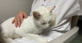 lou-ann pet sitter à MONTPELLIER 34000_1