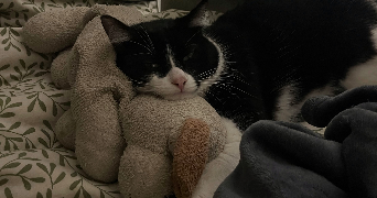 louise pet sitter à CHOLET 49300_1