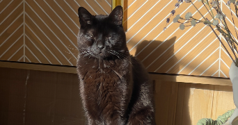 victoria pet sitter à HYERES 83400_3