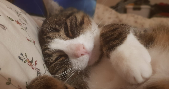 lucile pet sitter à LA TOUR DE SALVAGNY 69890_0