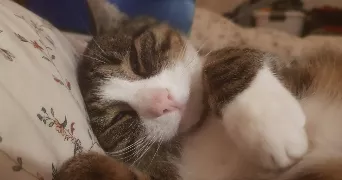 lucile pet sitter à LA TOUR DE SALVAGNY 69890