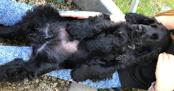 alicia pet sitter à TOULOUSE 31000_5