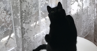 anna pet sitter à NICE 06000_7