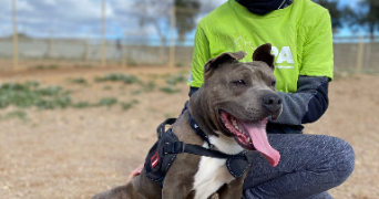 ambre pet sitter à ANGERS 49100_1