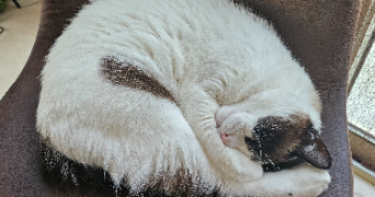 syrine pet sitter à GRENOBLE 38000_1