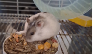 marjorie pet sitter à ST LAURENT DE LA SALANQUE 66250_8