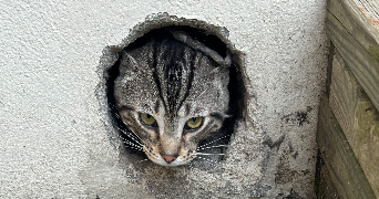 gwendal pet sitter à VERTOU 44120_2