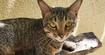 flora pet sitter à VILLEMUR SUR TARN 31340_1