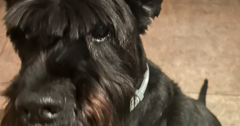 sarah pet sitter à BISCHHEIM 67800_3