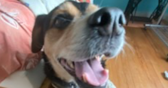 soline pet sitter à Lannion 22300_9