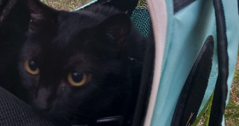 maëlys pet sitter à NANTES 44000_7