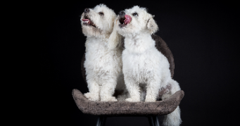 ingrid dog sitter à DIEBLING 57980_2