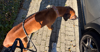 chanel dog sitter à PLERIN 22190_1