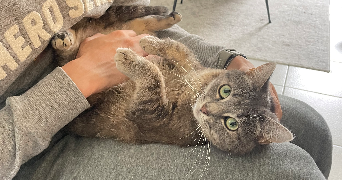Clara pet sitter à Sathonay-Camp  69580_2