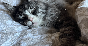 mégane pet sitter à CREPY EN VALOIS 60800_8