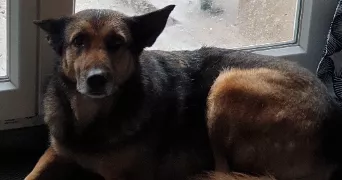 jémilia pet sitter à LE THUIT DE L OISON 27370