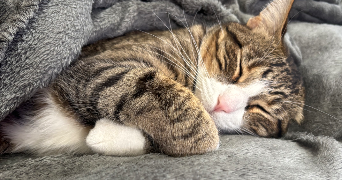 andréa pet sitter à PLOUISY 22200_1