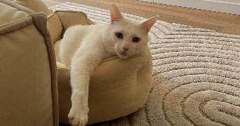 gwladys pet sitter à PONTAULT COMBAULT 77340_1