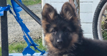 niki pet sitter à GUER 56380_1