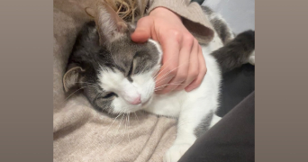 candy pet sitter à HOPITAL CAMFROUT 29460_4